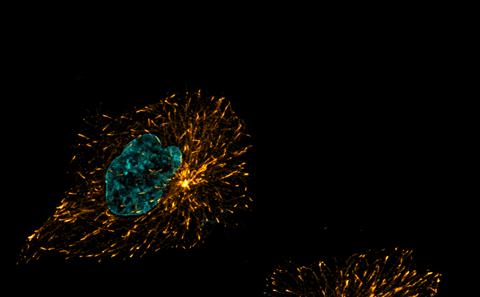 Image credit Dr Salah Elias